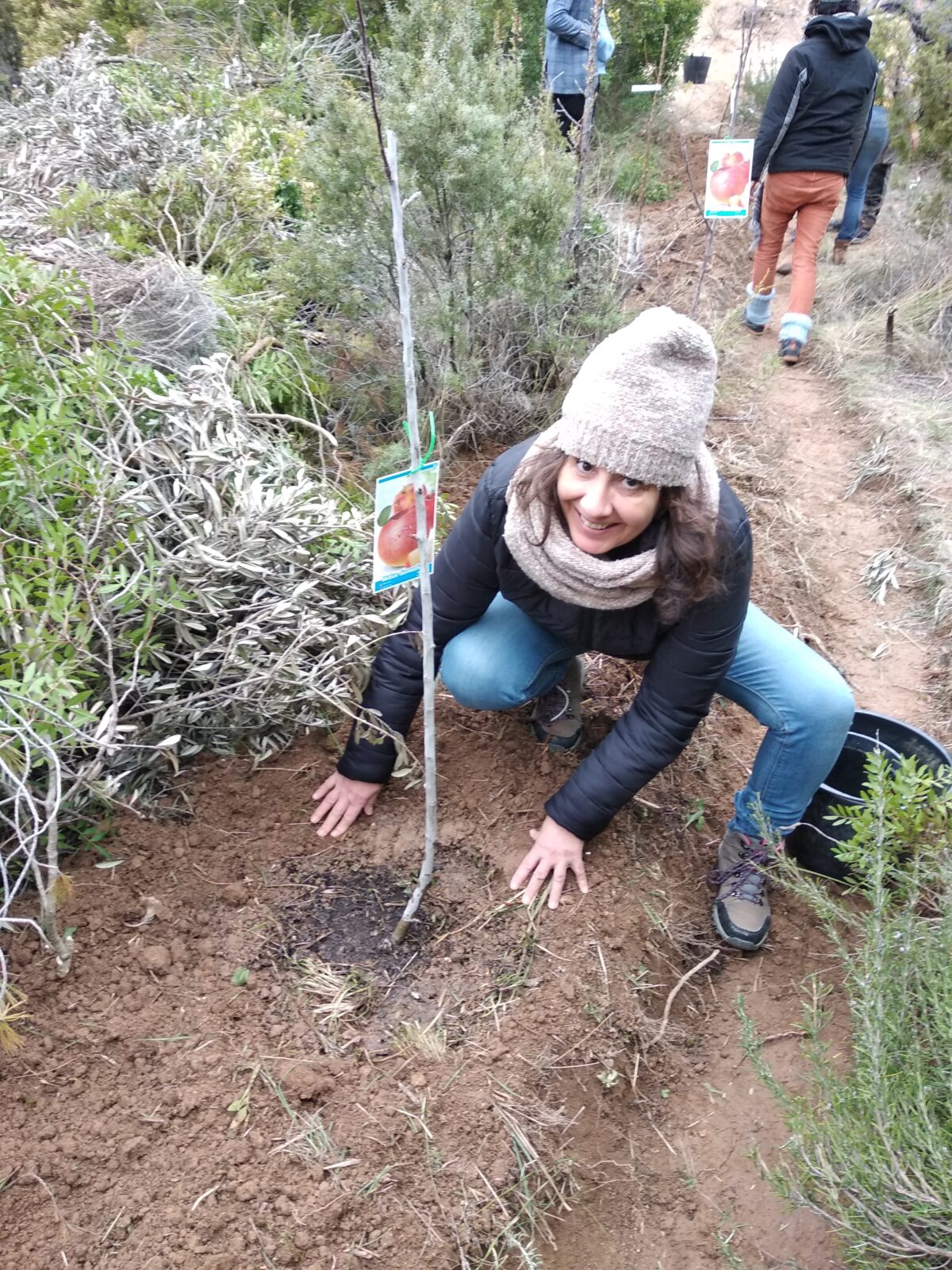 Planting a fruit tree below the swale