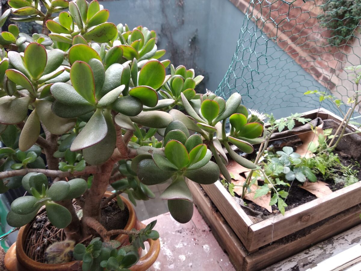 Windowsill garden and baby pigeons