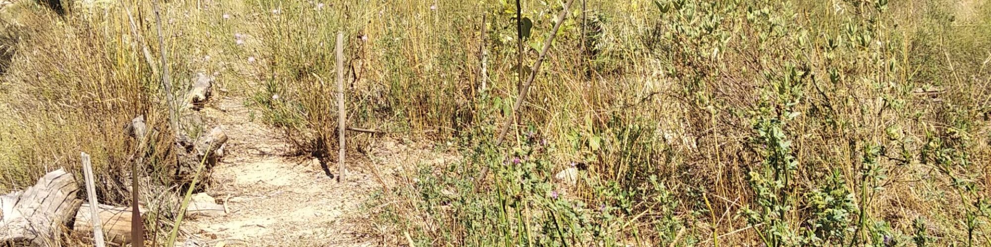 Vea las plantas en esta imagen: membrillo, cereza, almendra, oliva, manzana, caña de azúcar,