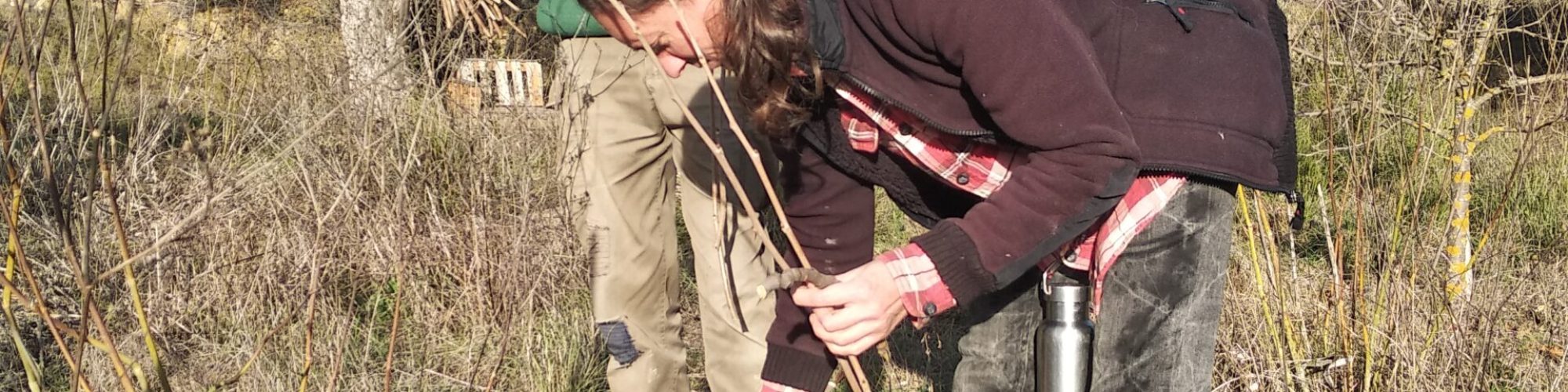 Planting Mulberry cuttings in Boodaville Food Forest